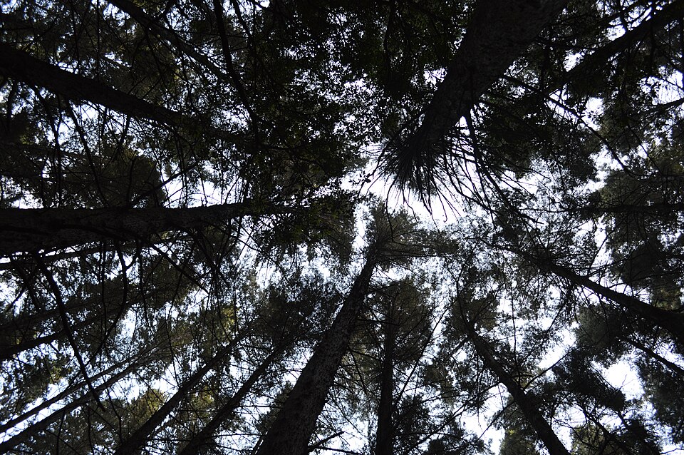 Inside the Montecristo cloud forest