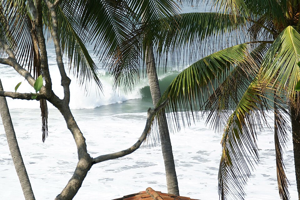 Palms and a breaking wave at El Sunzal beach, Surf City